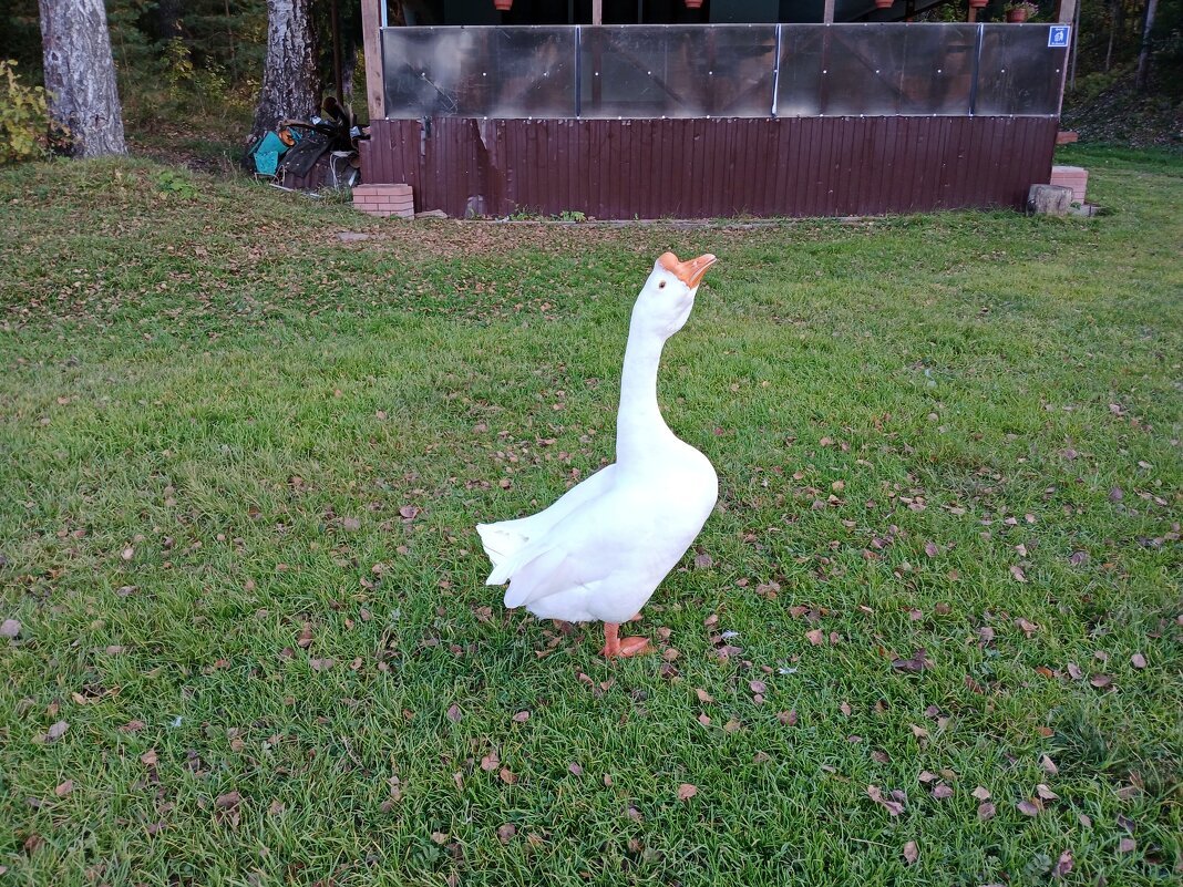 Щас споёт :-) - Лия ☼