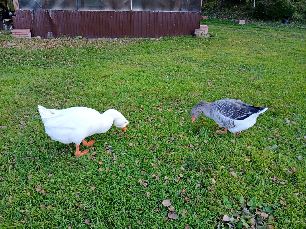 Один серый, другой белый... - Лия ☼