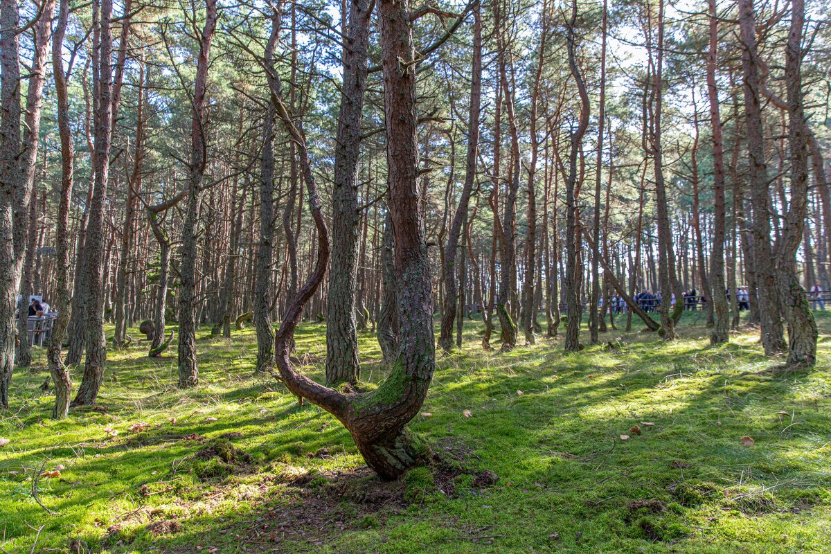 Куршская коса. Танцующий лес. - Алена Малыш
