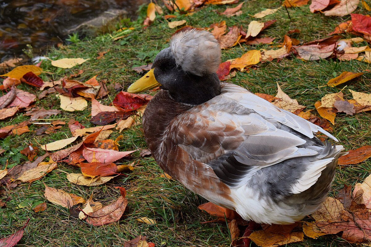 Пёстрая хохлатая. - Татьяна Помогалова