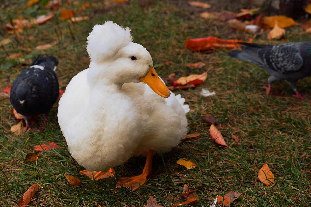 Уточка в шапочке. - Татьяна Помогалова
