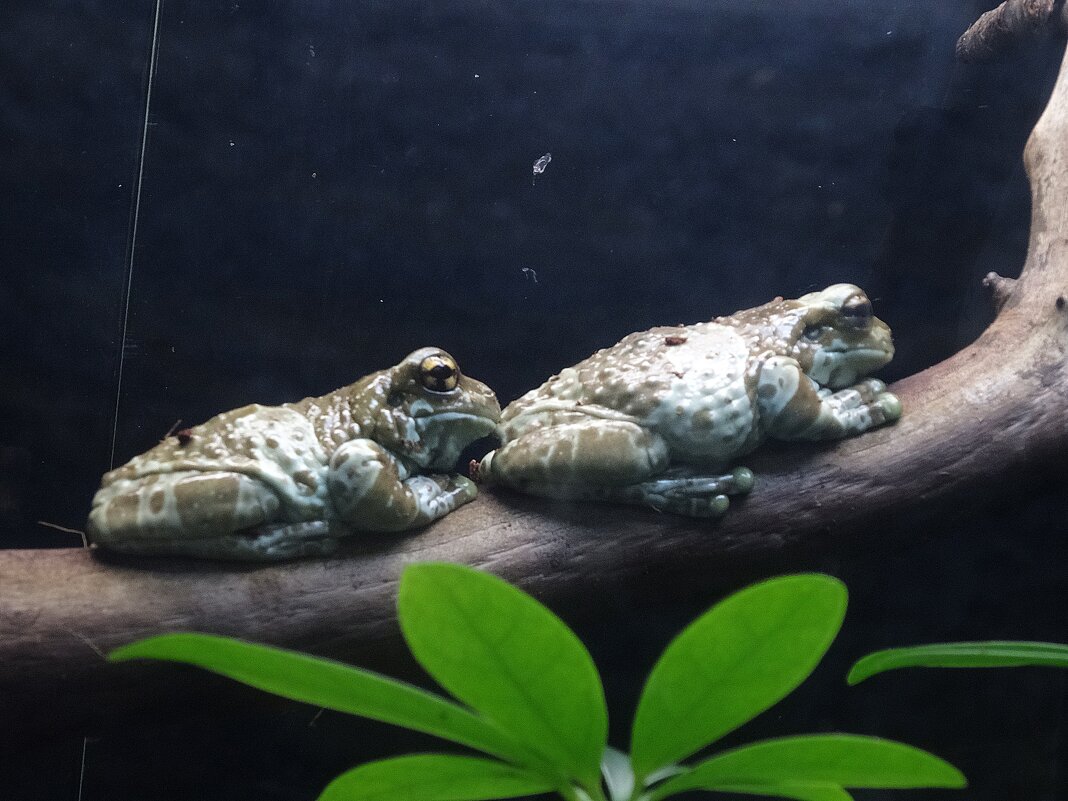 Жабовидная квакша - Лидия Бусурина