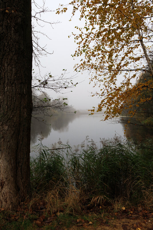 "Окно" - Dar(k) Life