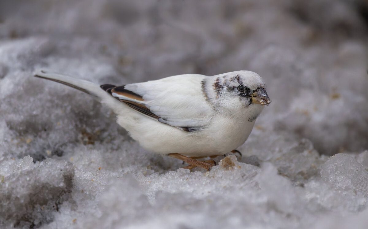 з жизни воробьев.белый воробей. - юрий макаров