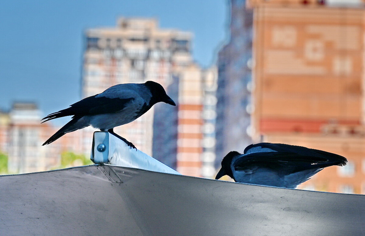 Горожанки... - Николай Саржанов Горожанки... - Николай Саржанов