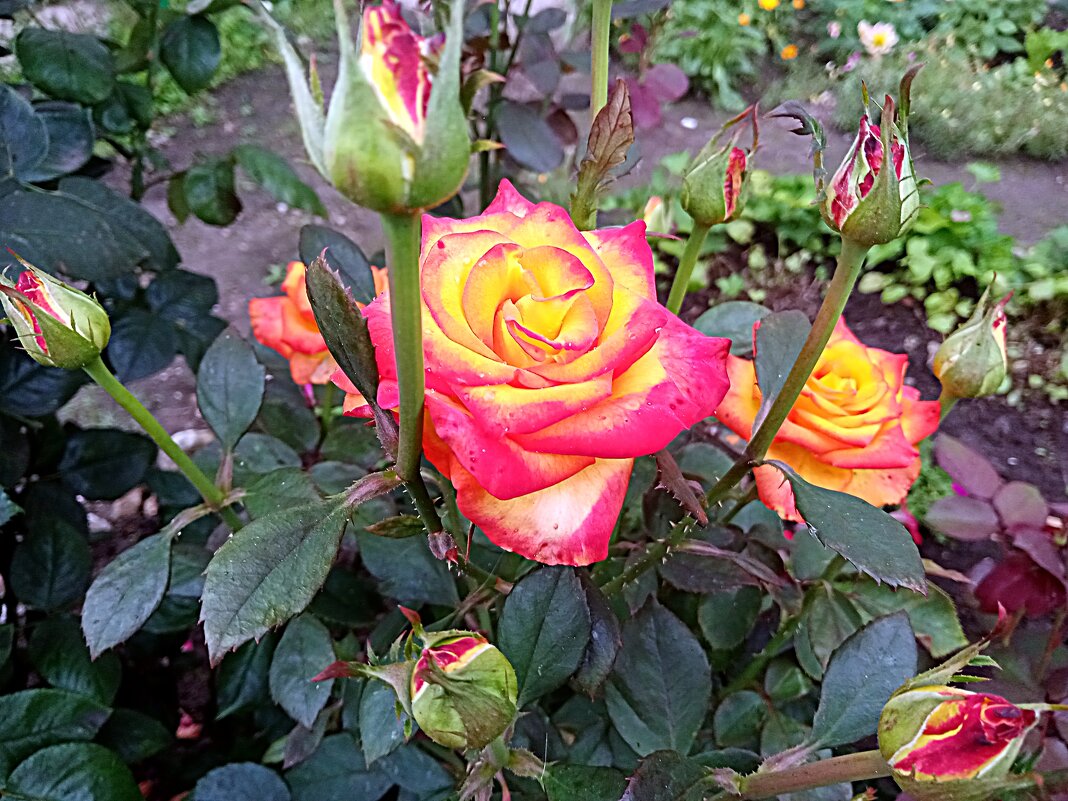 Цветы. - Владимир Драгунский Цветы. - Владимир Драгунский