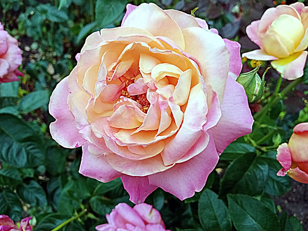 Цветы. - Владимир Драгунский