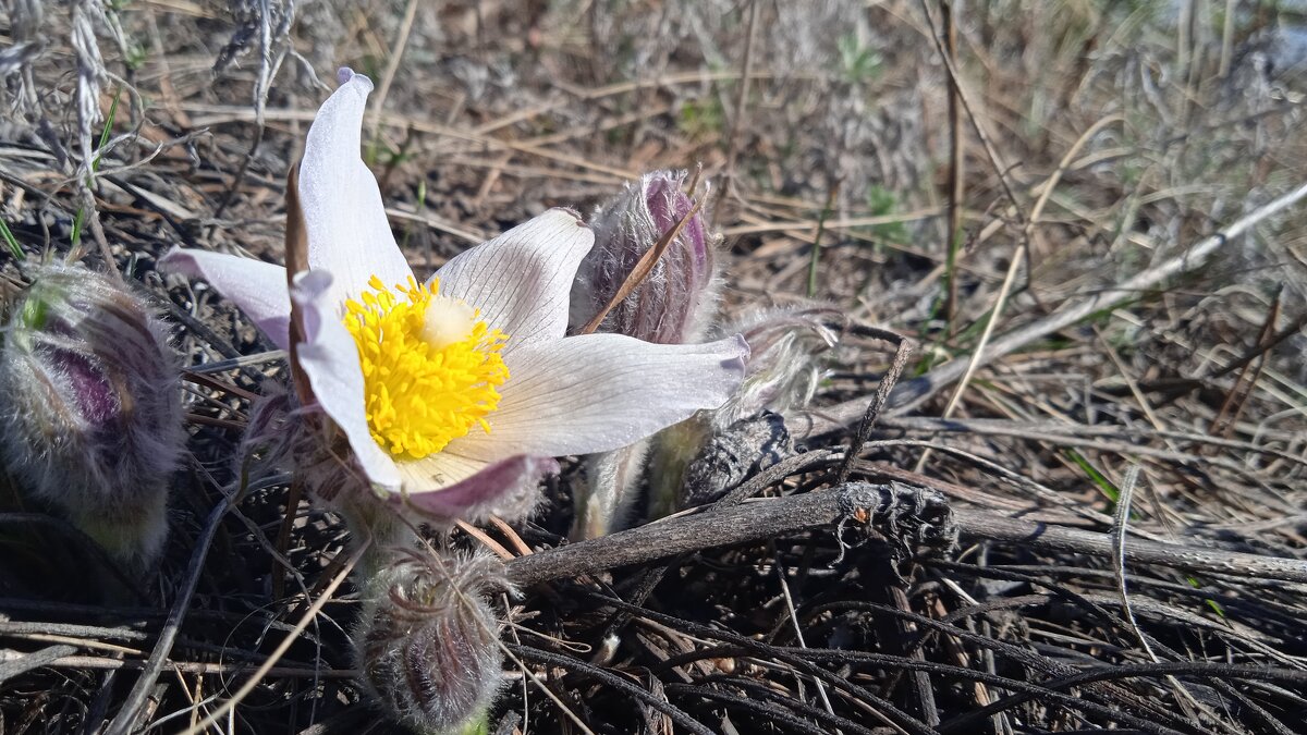 апрель - Елена Шаламова апрель - Елена Шаламова