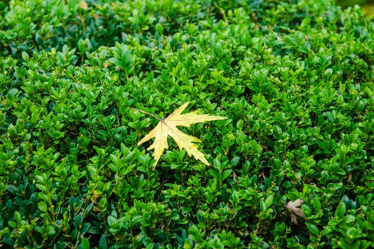 Кленовый лист - Галина Ложечникова