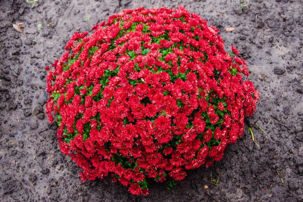 Яркость осенних цветов - Галина Ложечникова Яркость осенних цветов - Галина Ложечникова