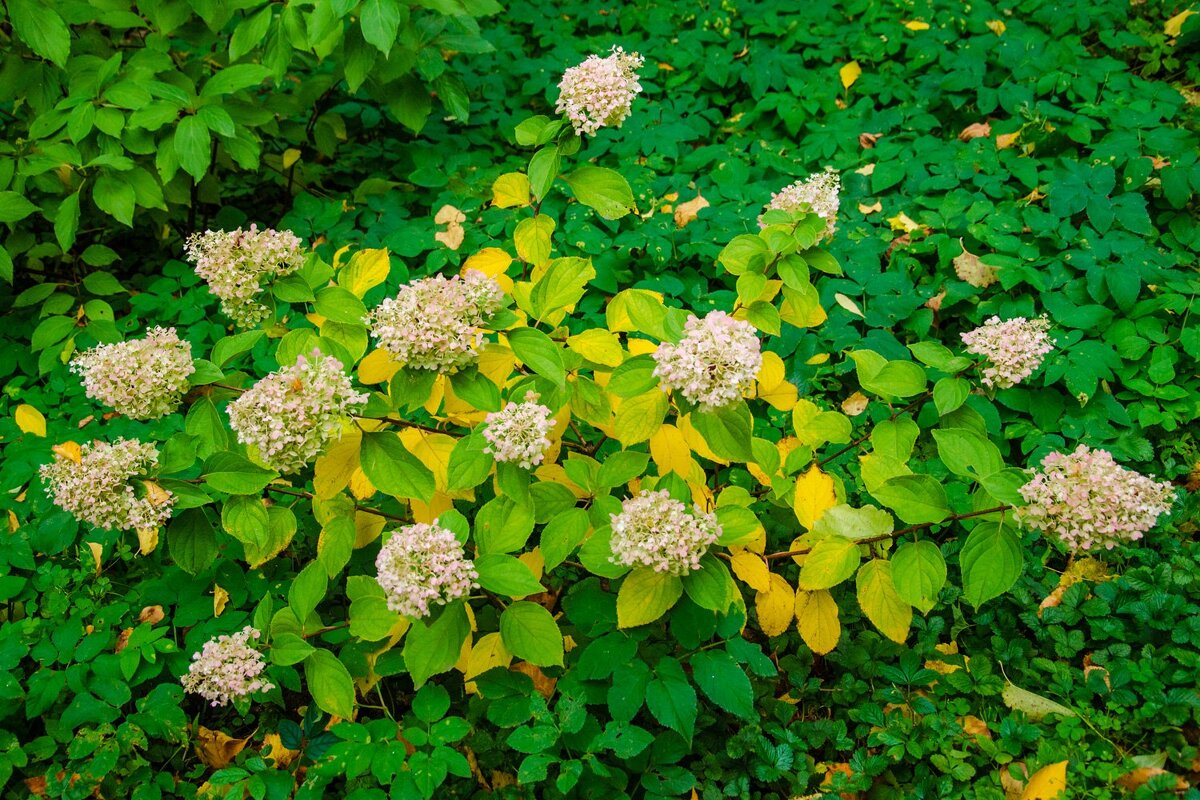 Гортензия осенью - Галина Ложечникова