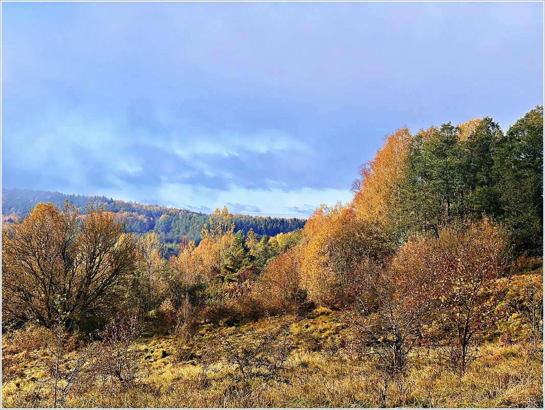 Роминтенская пуща. - Валерия Комова