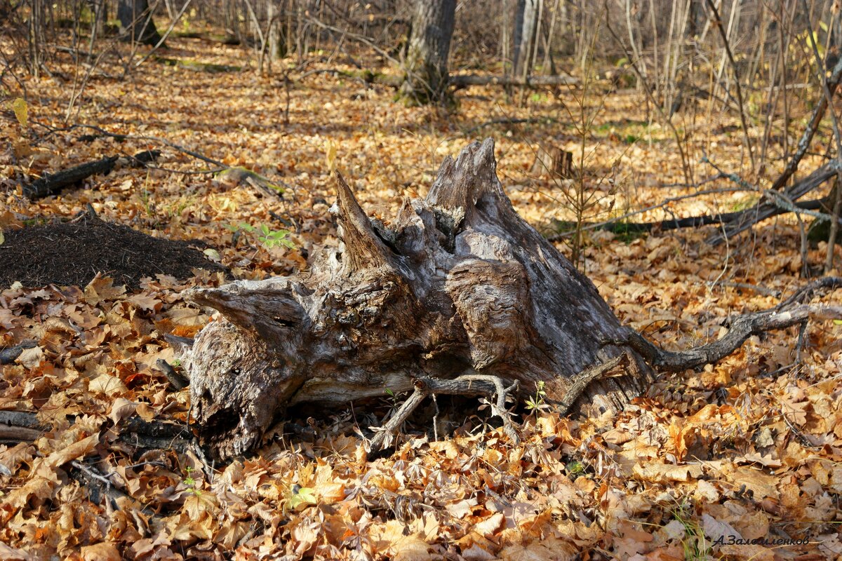 Про чудище лесное...:-) - Андрей Заломленков