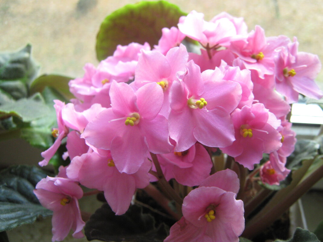 Фиалка - Елена Семигина