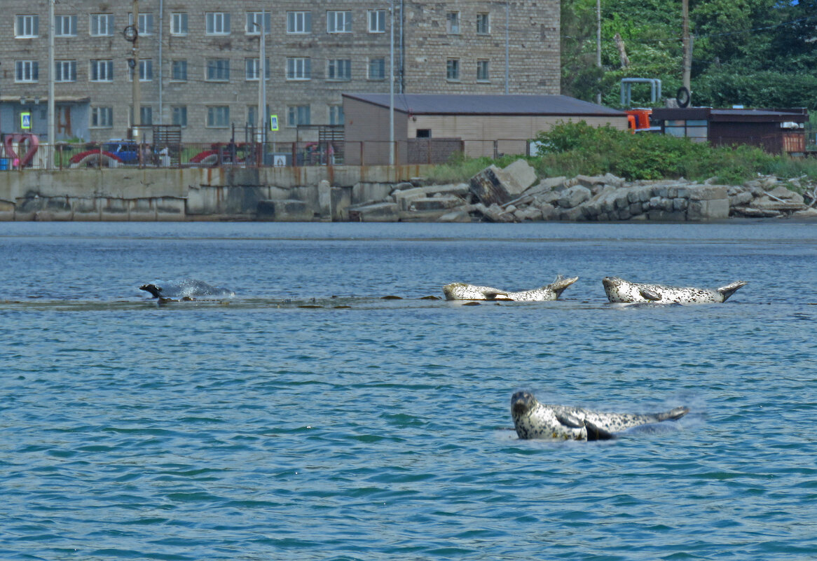 Хорошо лежат.. - ИРЭН@ .