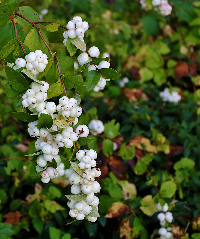 Снежноягодник в октябре - Светлана 