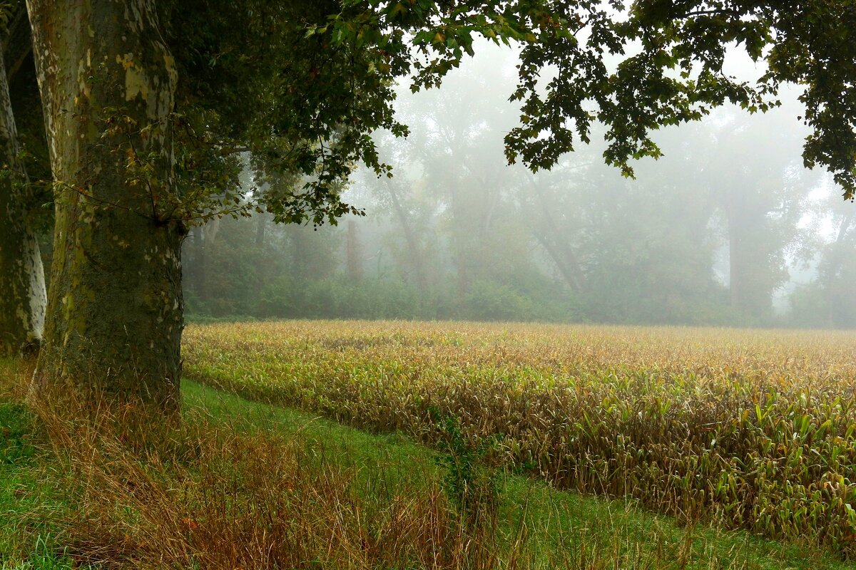 Туманное утро - Юрий. Шмаков