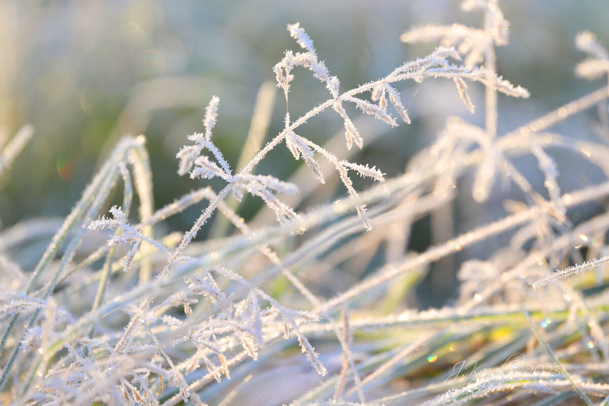 *** - Елена Kазак (selena1965)