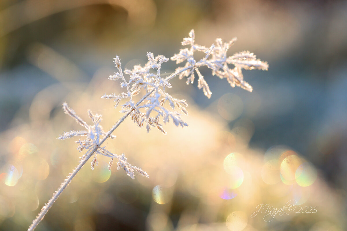 *** - Елена Kазак (selena1965)