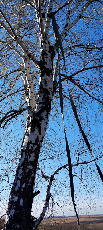 Берёзка - Радмир Арсеньев