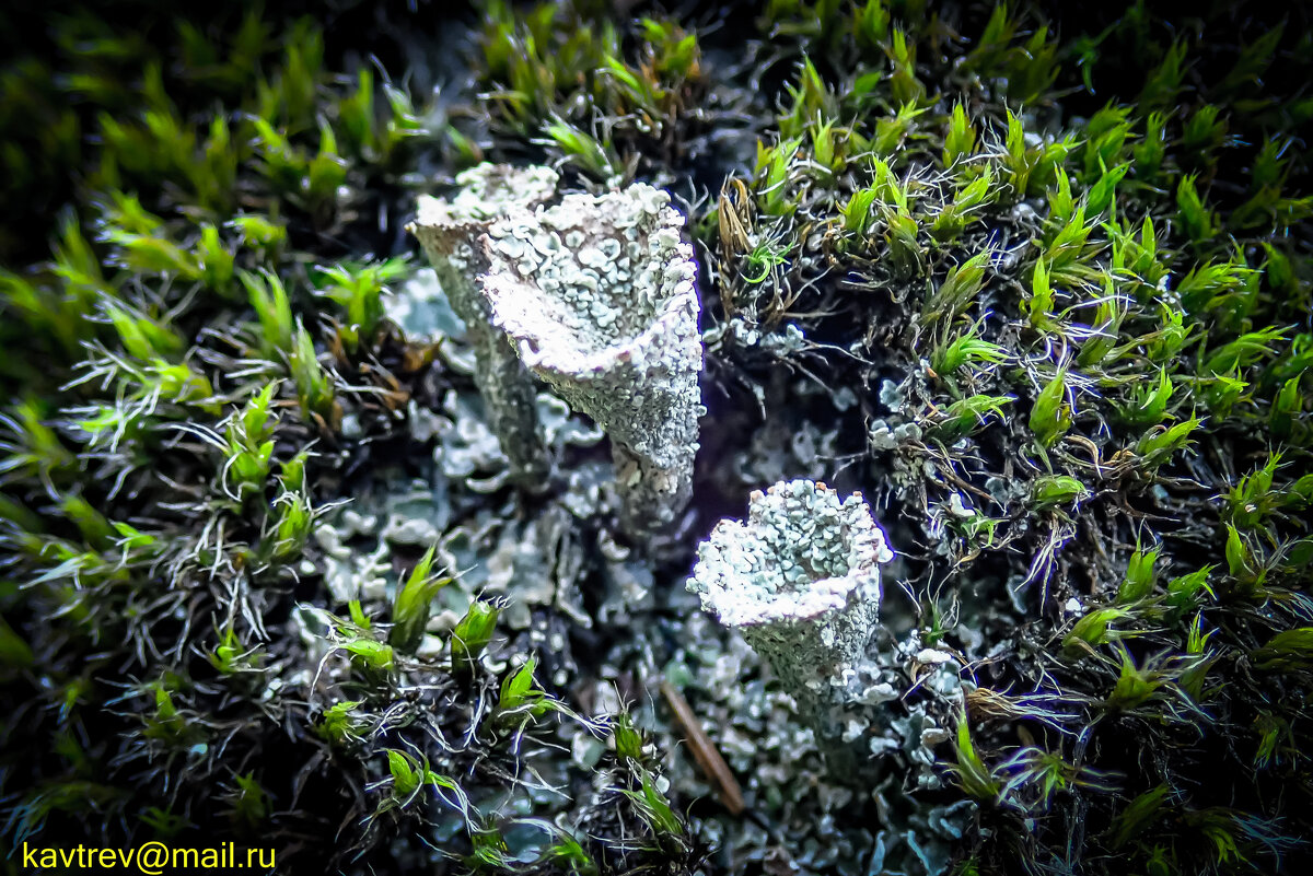 ЖИЗНЬ НА КАМНЯХ - HART BAD