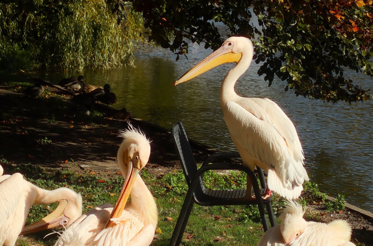 Сейчас я расскажу стихотворение - Юрий. Шмаков