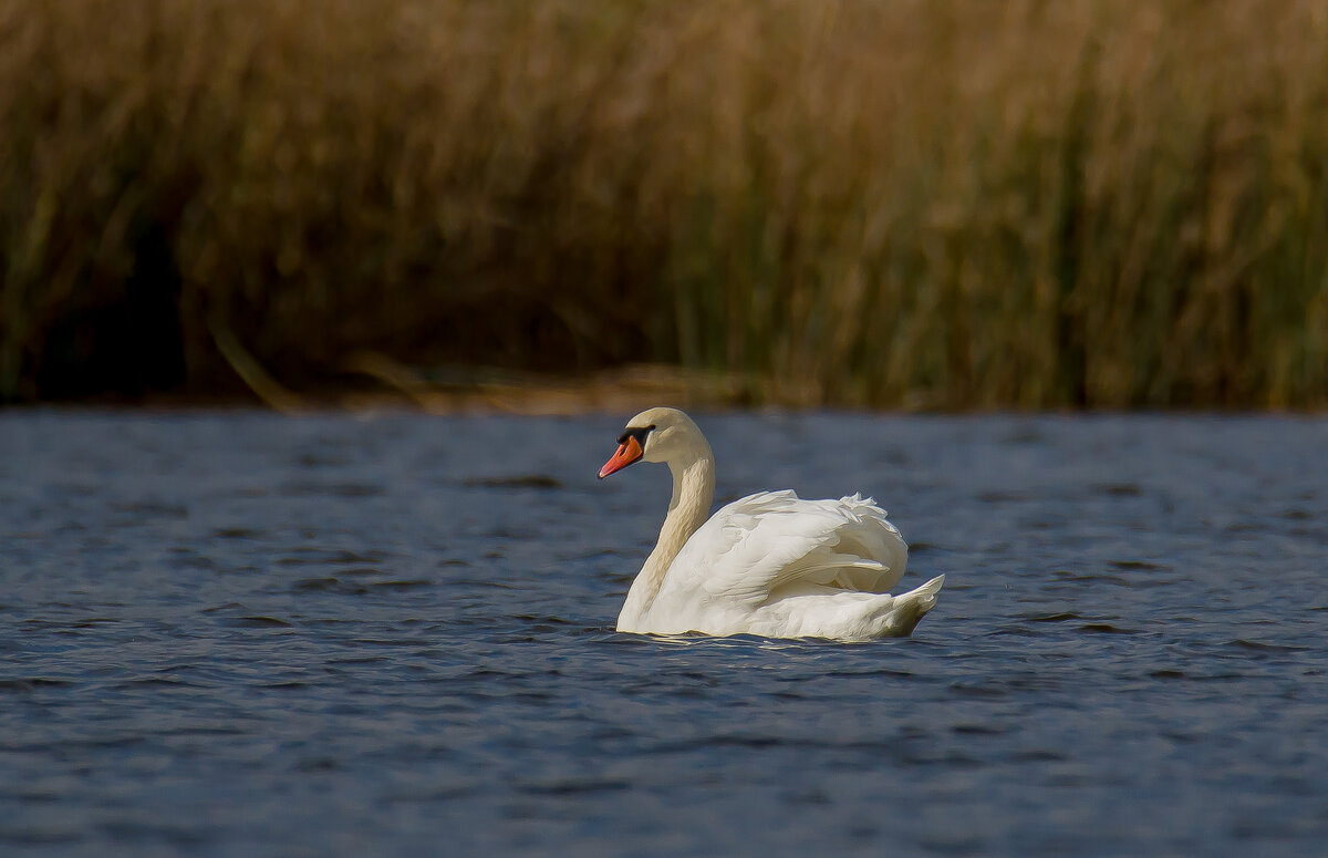 Лебедь. - Sergey (Apg) Лебедь. - Sergey (Apg)