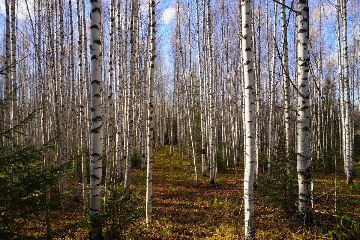 Березовая роща в октябре - Сергей Ц