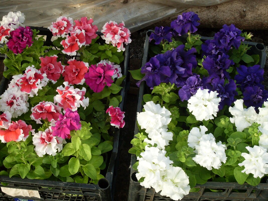 ПЕТУНИИ МАХРОВЫЕ - СЕРГЕЙ ФИЛОЧКИН