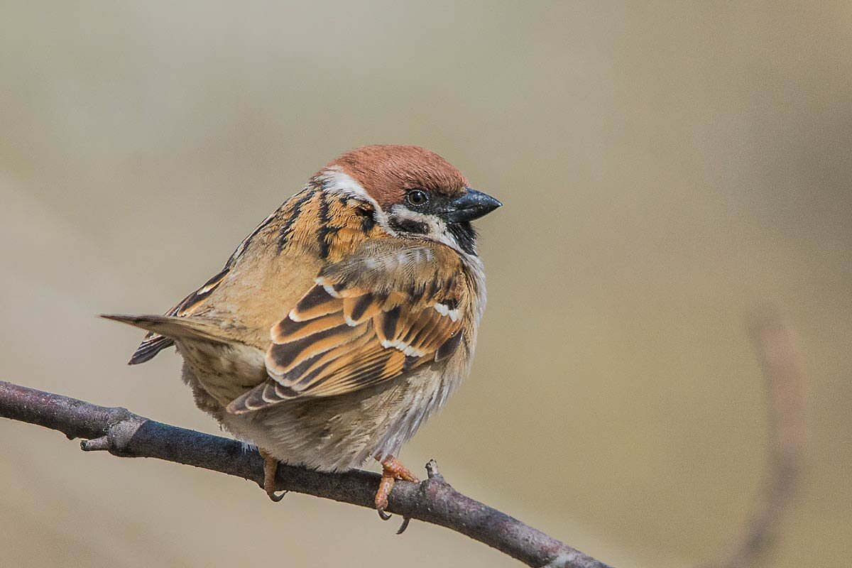 Воробьишка. - Nik Lovec