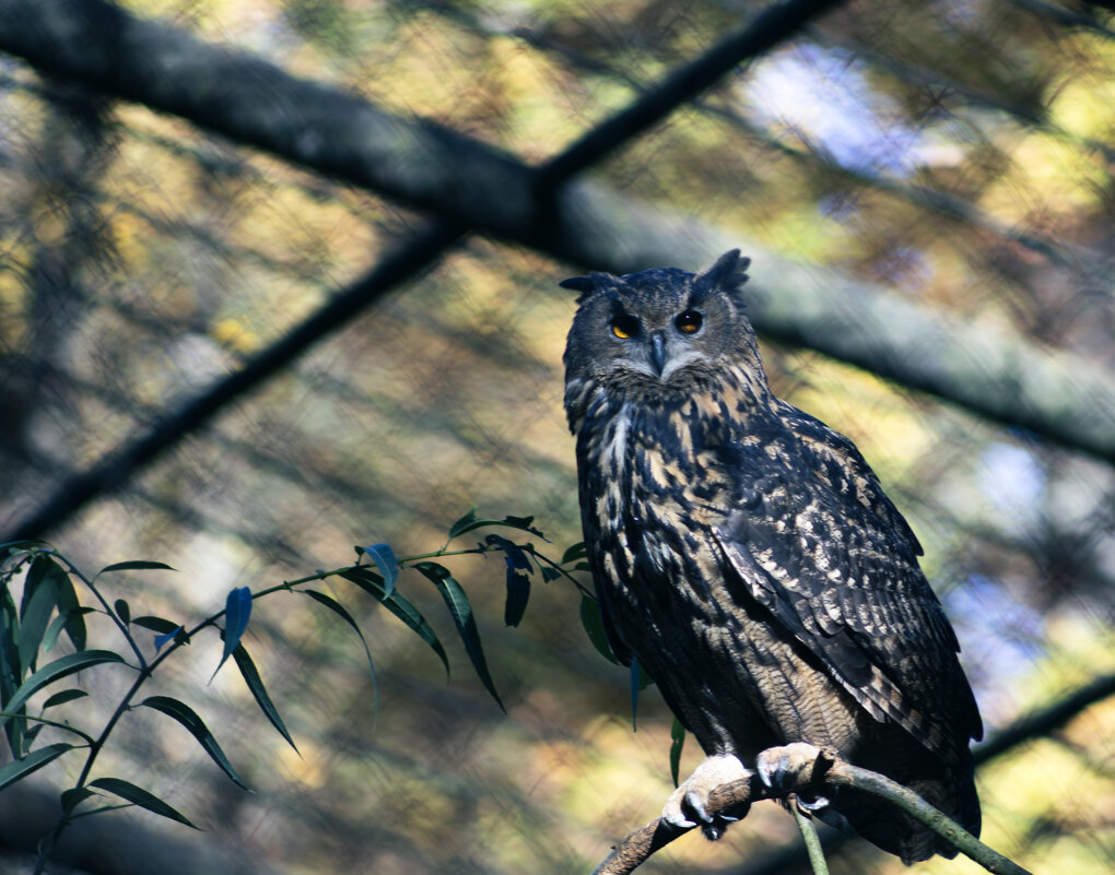 *** - Валерий Бровко