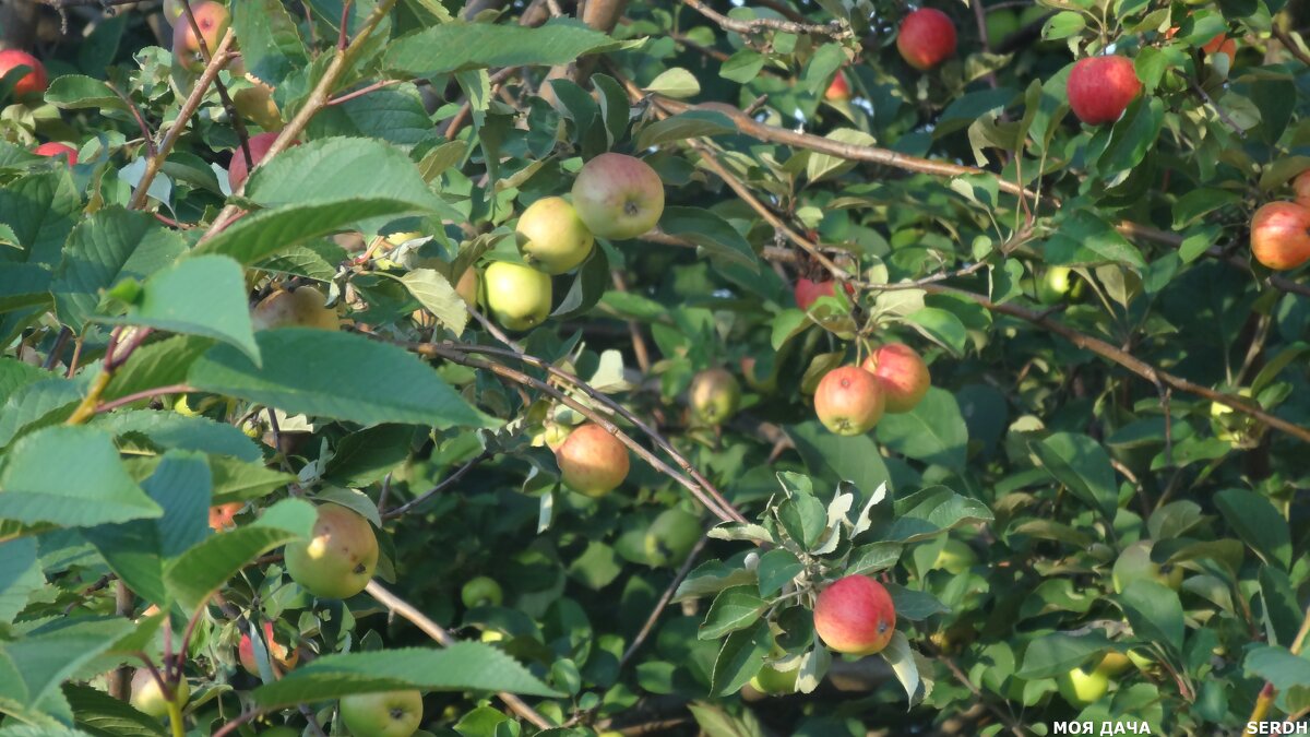 ЛЕТНИЙ УРОЖАЙ - СЕРГЕЙ ФИЛОЧКИН ЛЕТНИЙ УРОЖАЙ - СЕРГЕЙ ФИЛОЧКИН