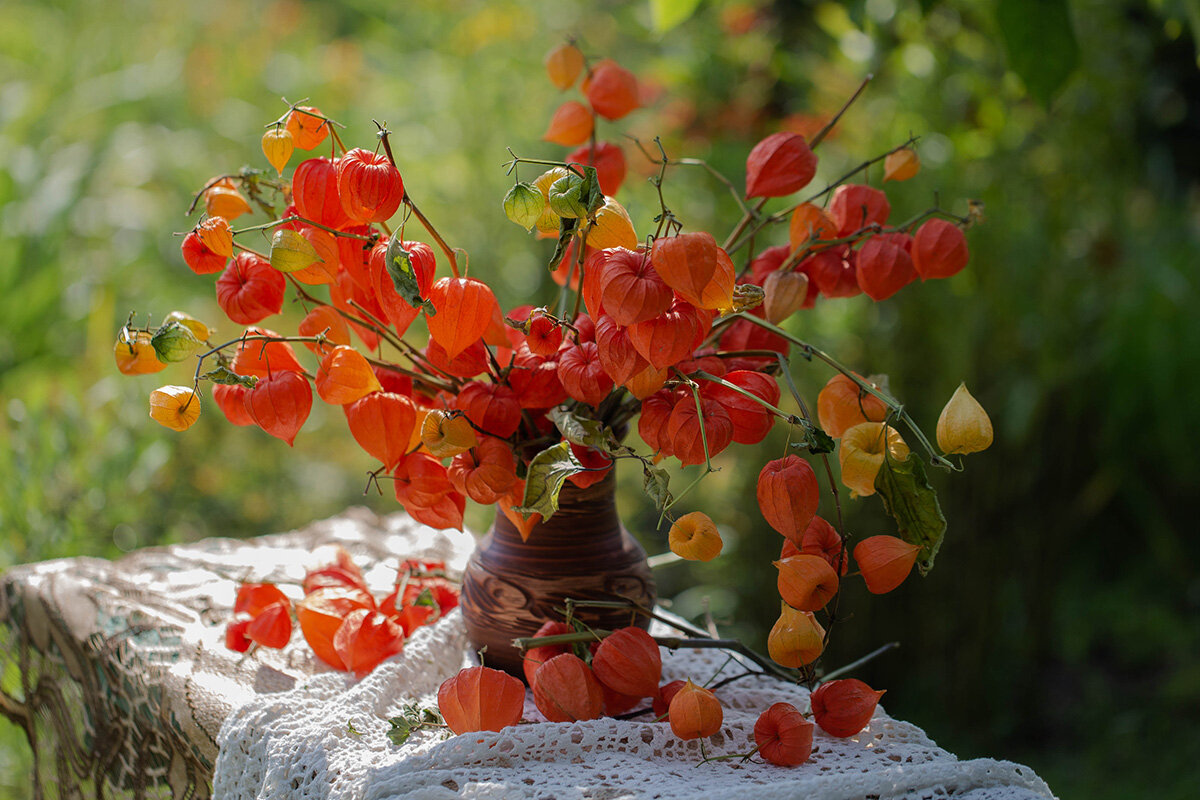 Физалис - Елена Ахромеева Физалис - Елена Ахромеева
