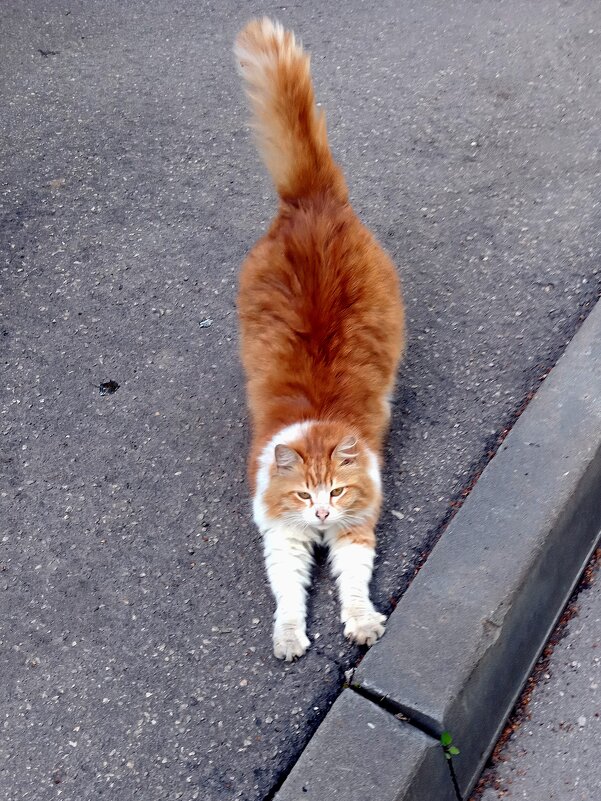 Кот во дворе - Алексей Р.