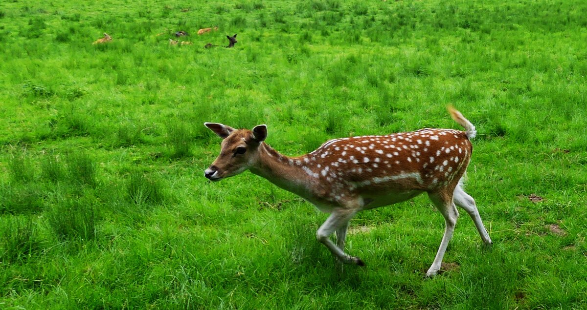 Из жизни животных(серия) - Владимир Манкер Из жизни животных(серия) - Владимир Манкер