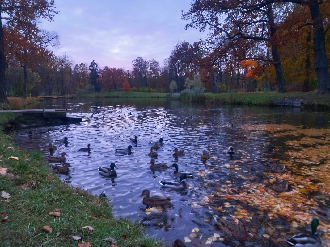 Утки - Сапсан 