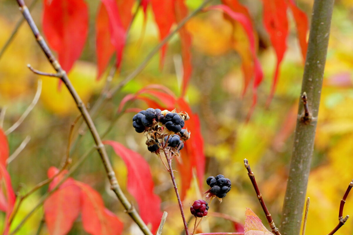 сегодняшняя осень 4 - Александр Прокудин