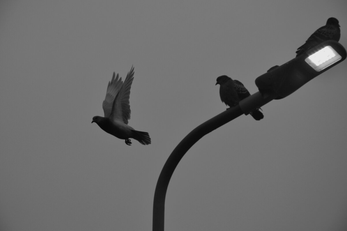 Голубь в полете - Мария Яковлева