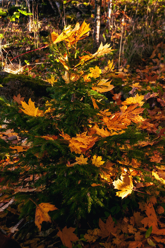 Природа ёлки принаряжает - Светлана Никитина Природа ёлки принаряжает - Светлана Никитина