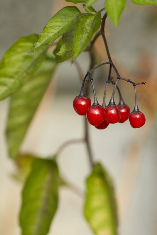 *** - Виталий Бенгард