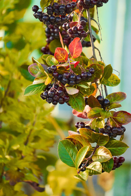 *** - Виталий Бенгард