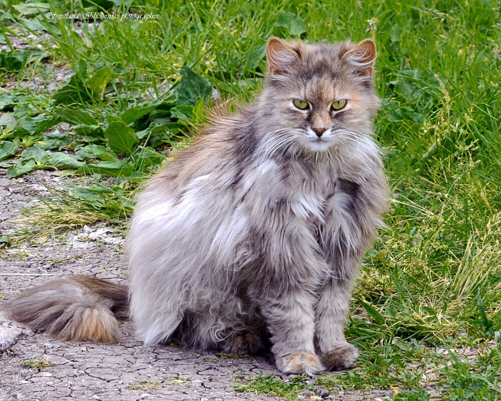 ... - Светлана Ищенко