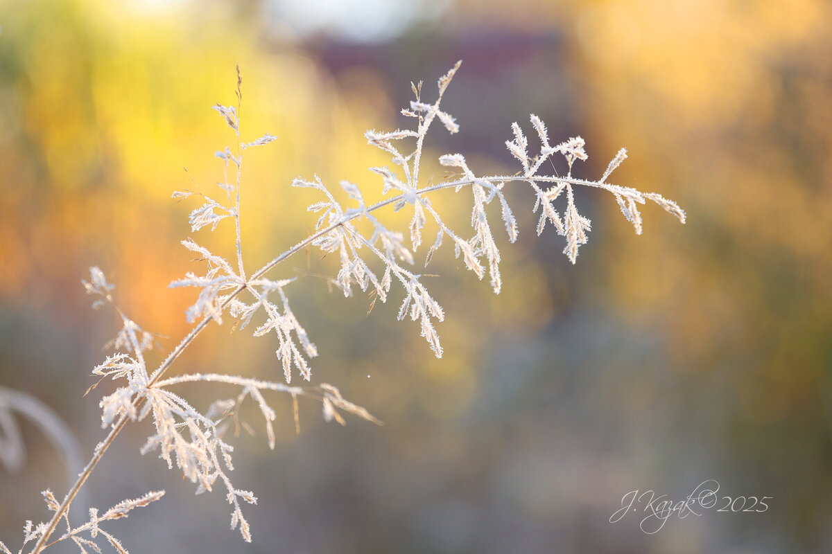 *** - Елена Kазак (selena1965)
