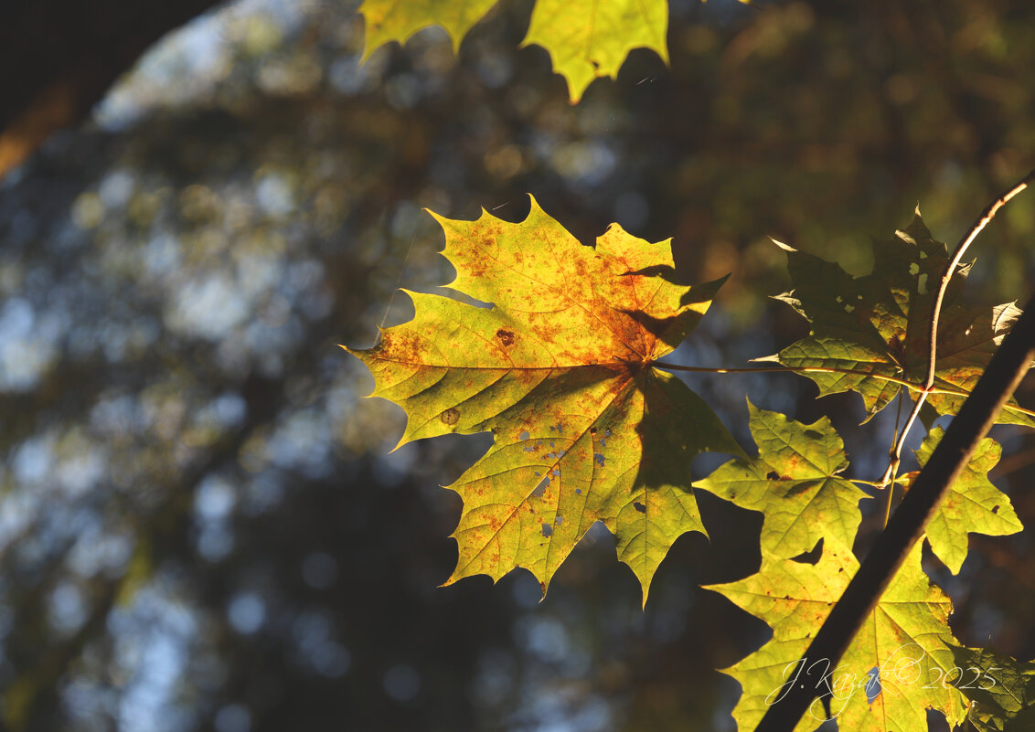 *** - Елена Kазак (selena1965)