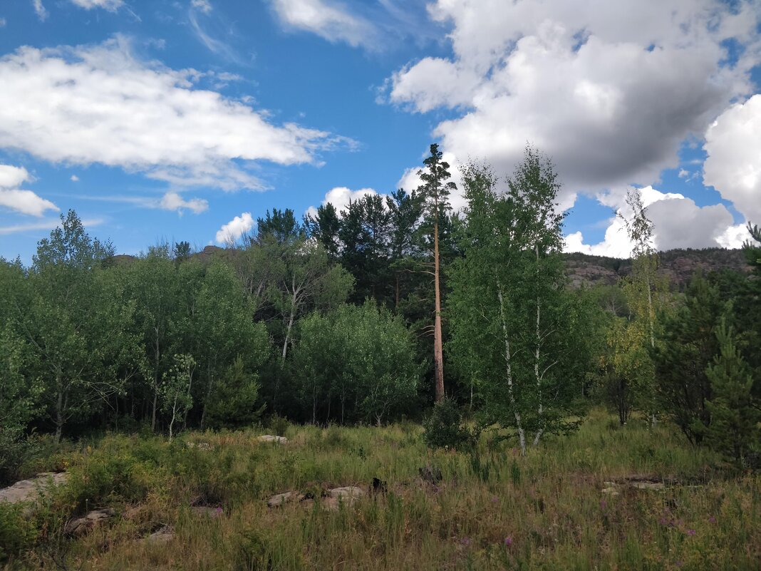 Лесная картинка - Андрей Хлопонин