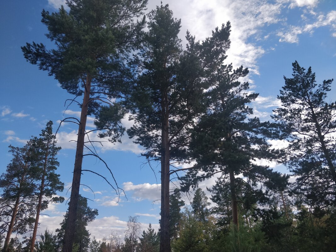 Сосны в Каркаралах - Андрей Хлопонин