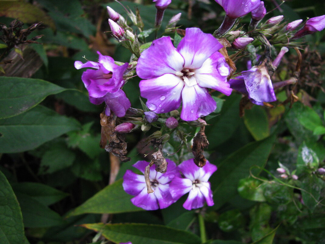 Остатки прежней красоты - Людмила Смородинская