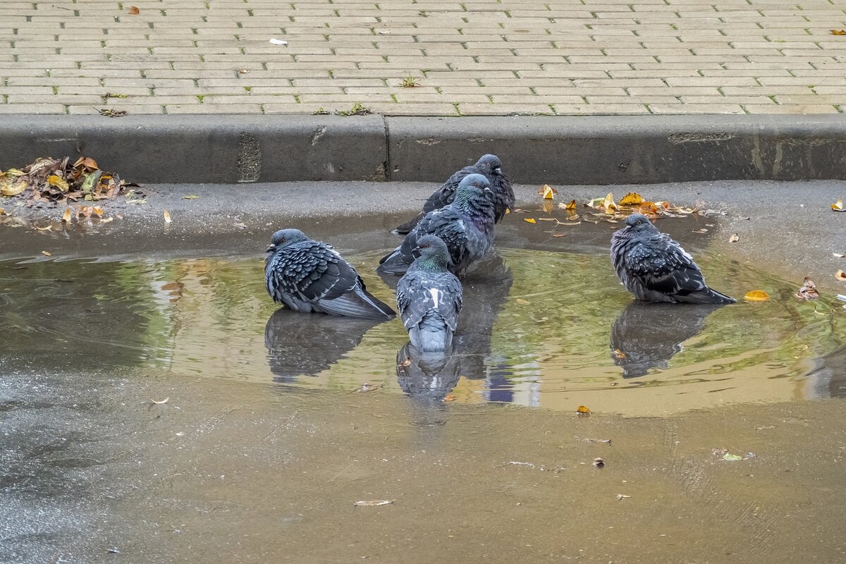 Банный день - Валерий Иванович