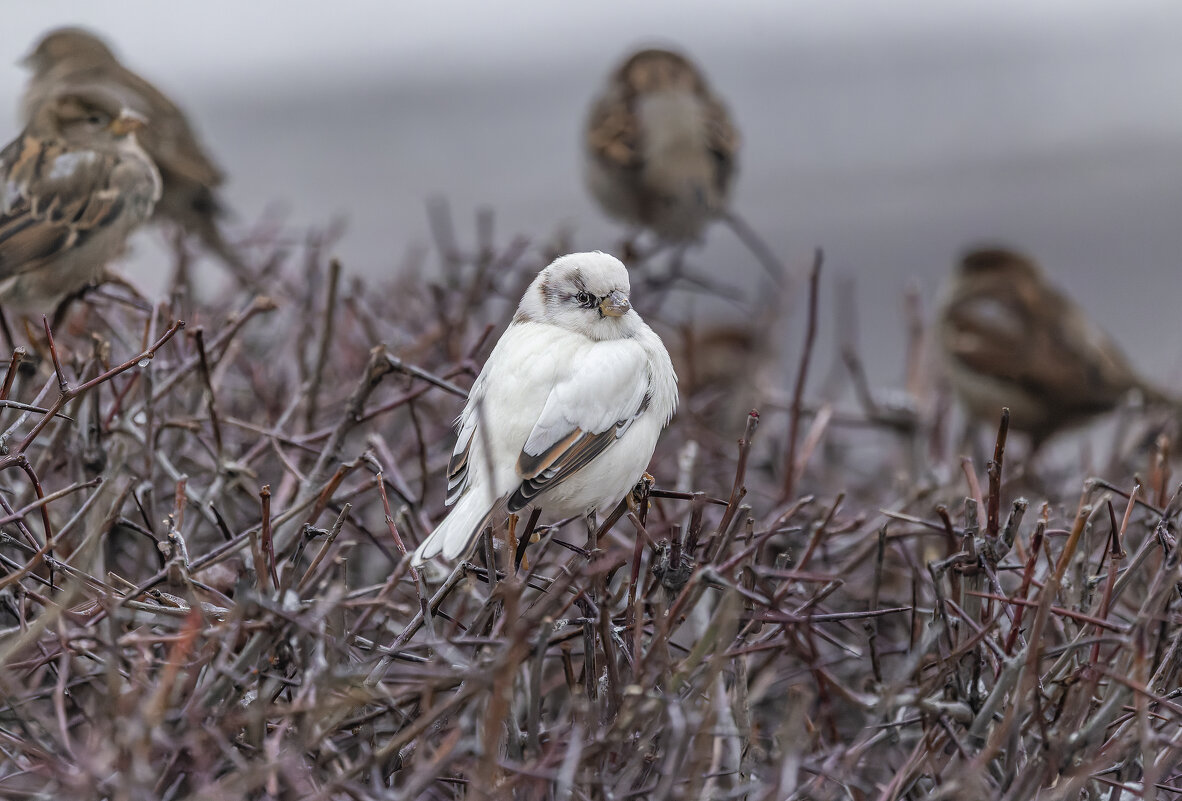 из жизни воробьев.белый воробей. - юрий макаров