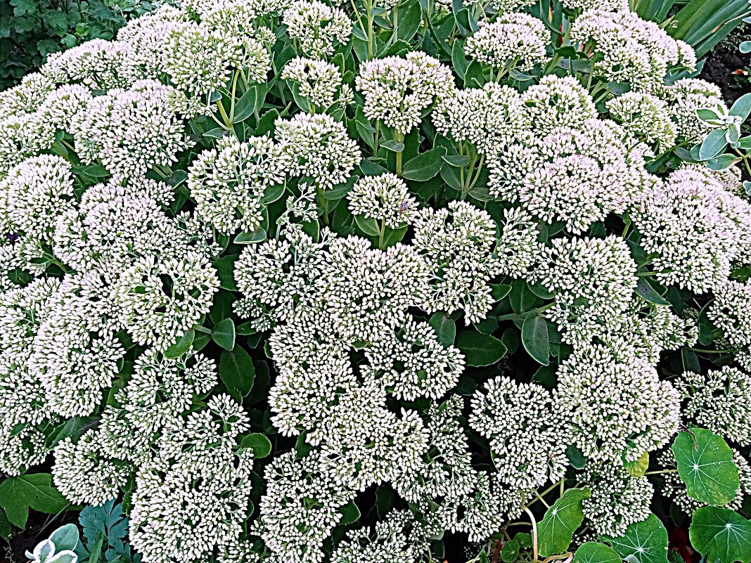 Цветы. - Владимир Драгунский Цветы. - Владимир Драгунский